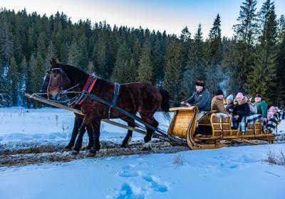 Kuligi Góraleczka Bukowina Tatrzańska